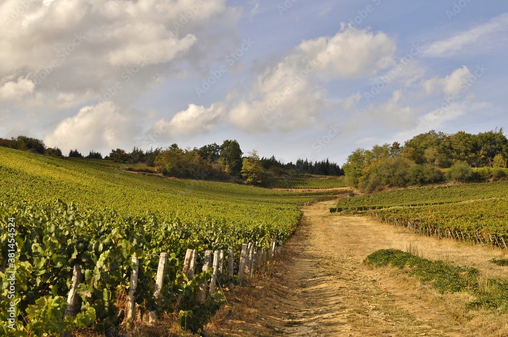 Vignoble de Bourgogne.