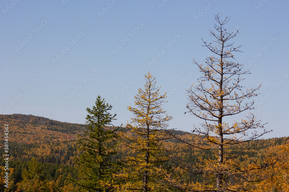 thee autumn larches in mountains thee autumn larches in mountains