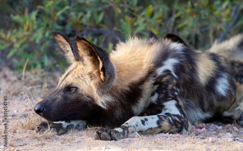 Wild dog in Kruger Park, South Africa