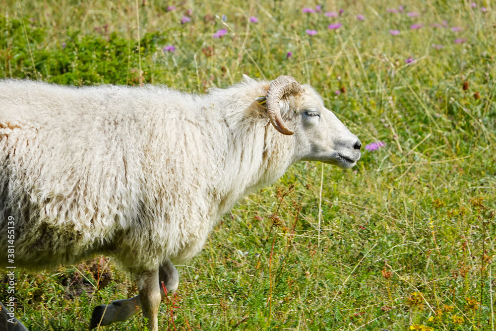 Fototapeta premium Wild animals with broken horns- sheep portrait. Farmland View of a running Woolly Sheep in a Green Field