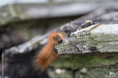 krasa bear - caterpillar photo