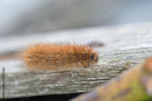 krasa bear - caterpillar photo