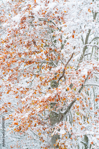 Snowy forest in autumn, Sierra Cebollera Natural Park, La Rioja, Spain, Europe photo