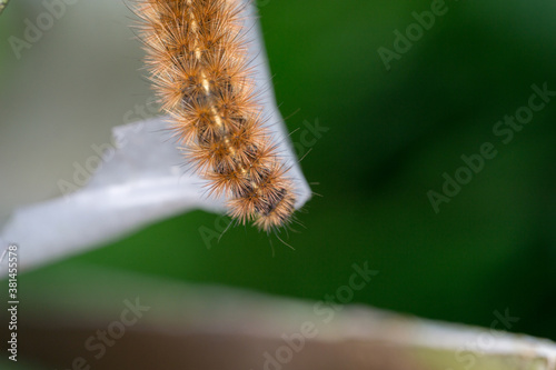 krasa bear - caterpillar photo