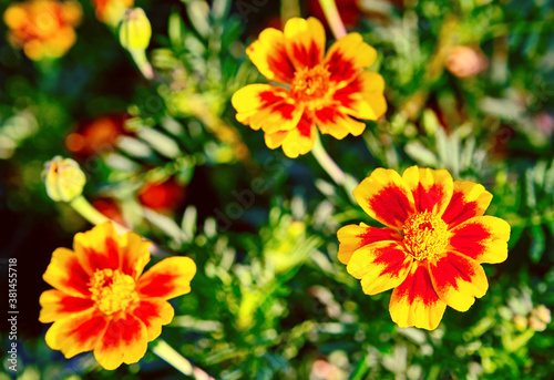 Marigold or Tagetes patula flowers in soft sunlight  widely used in folk medicine as well as a source for the production of a plurality of pharmaceuticals