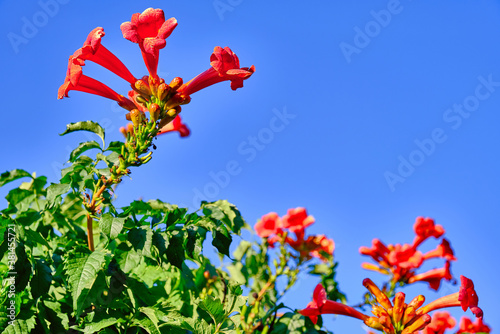 Blooming curly flower kampsis on a branch on the background of blue sky photo