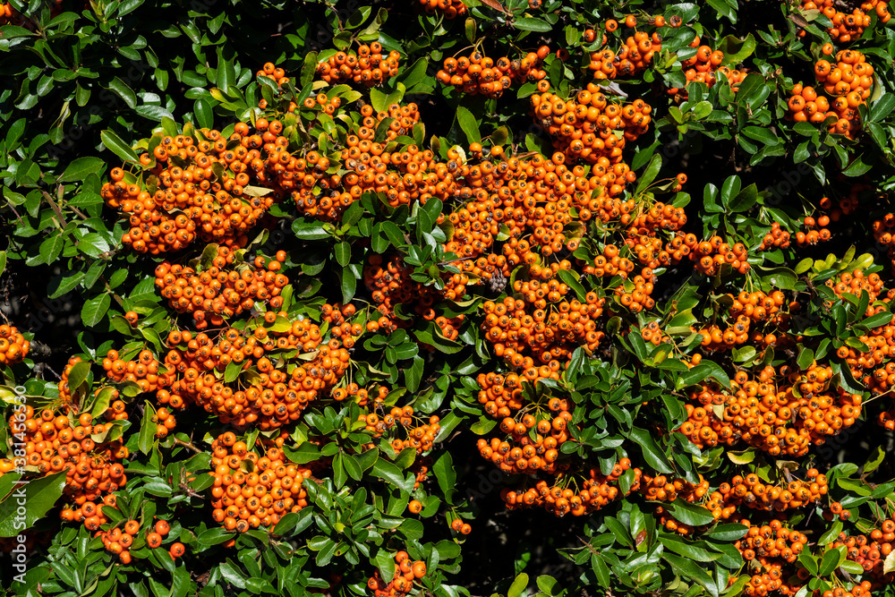 Feuerdorn mit roten Beeren Feuerdorn mit roten Beeren