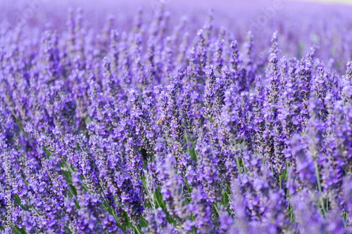 Beautiful lavender lavandula flowering plant purple field  sunlight soft focus  background copy space