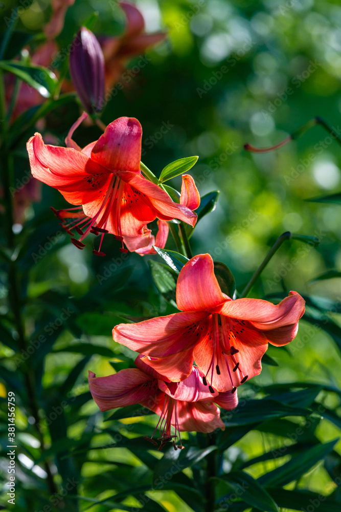 red lilies growing in the garden