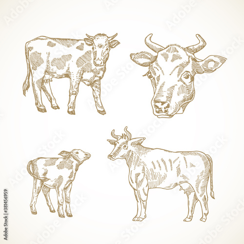 Fototapete Cow, Bull and Calf Hand Drawn Vector Illustrations Set
