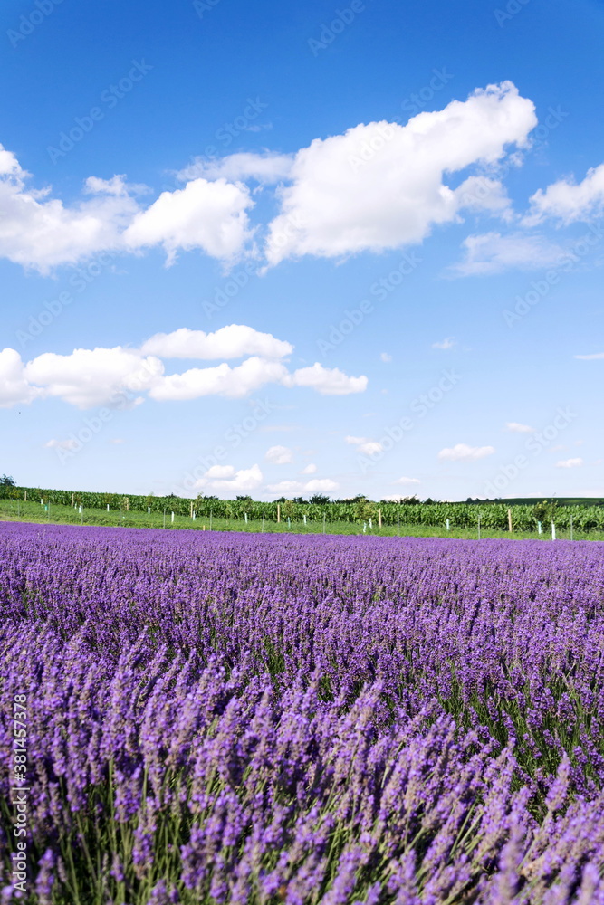 Fototapeta premium Beautiful lavender lavandula flowering plant purple field, sunlight soft focus, background copy space