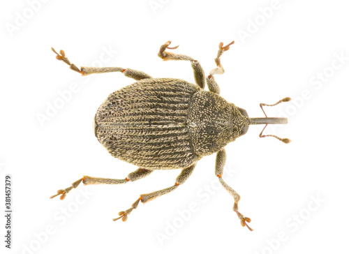 Ceutorhynchus coarctatus is a genus of true weevils in the tribe Ceutorhynchini of the family Curculionidae. Dorsal view of isolated weevil on white background. photo