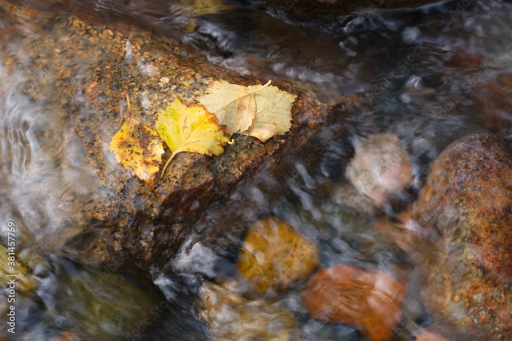 Yellow birch leaves on the background of colorful river stones. Autumn composition. Abstract photography.