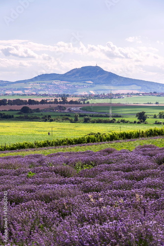 Beautiful lavender lavandula flowering plant purple field, sunlight soft focus, background copy space