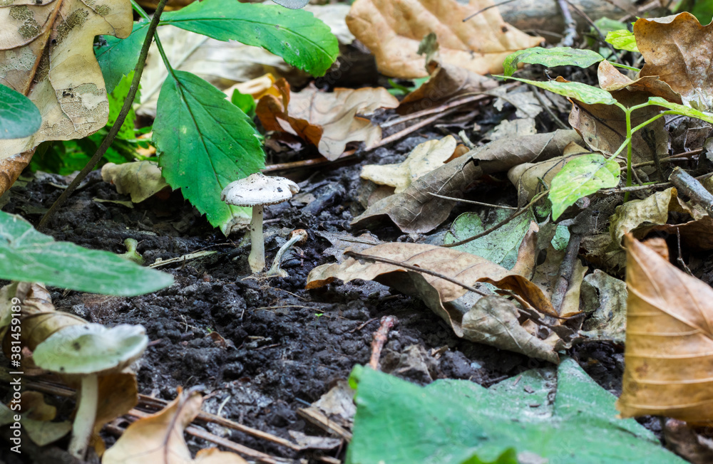 a lone mushroom growing in withered leaves in a wild forest a lone mushroom growing in withered leaves in a wild forest