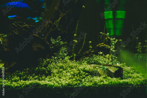 Exotic fish in a collector s aquarium