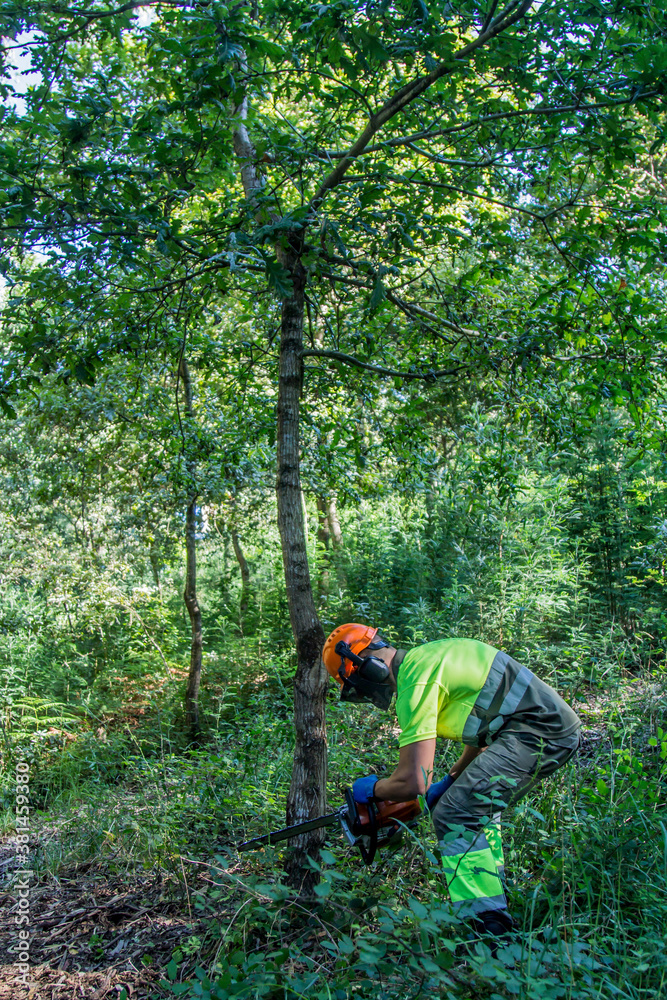 forest worker working in the forest with chainsaw forest worker working in the forest with chainsaw