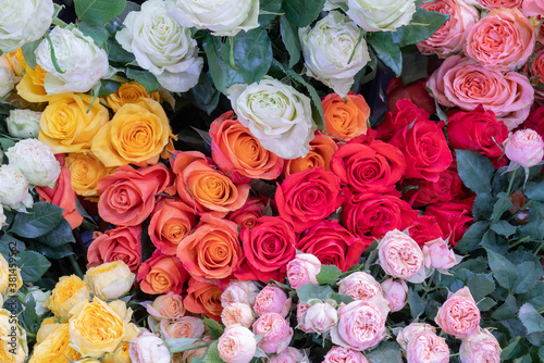 Beautiful pink roses. Natural flower background. Texture of delicate petals.