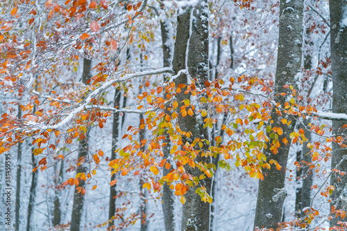 Snowy forest in autumn, Sierra Cebollera Natural Park, La Rioja, Spain, Europe photo