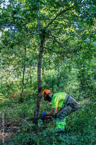 forest worker felling trees with chainsaw