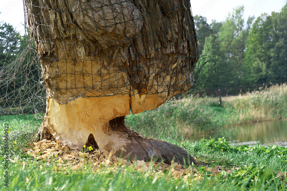 Bitten big tree of beaver detail view. Sheltered trees net before the beaver. Bitten big tree of beaver detail view. Sheltered trees net before the beaver.