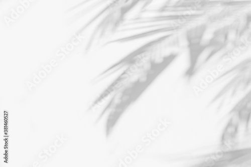 Natural palm leaves shadow abstract background of coconut leaves branch  dappled on white concrete wall texture, black and white monochrome , blurred background