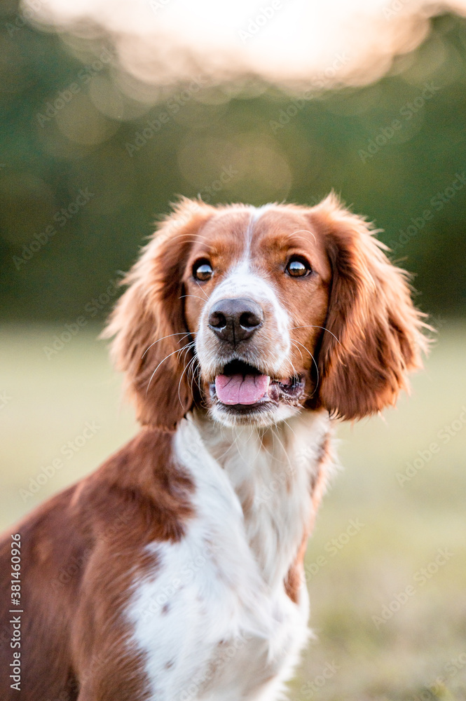 Adorable welsh springer spaniel dog breed in evening.