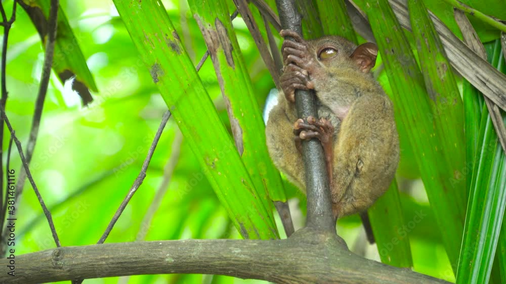 Tarsier sitting on a branch withgreen leaves. The smallest primate in the world at Bohol of the Philippines. Tarsier sitting on a branch withgreen leaves. The smallest primate in the world at Bohol of the Philippines.