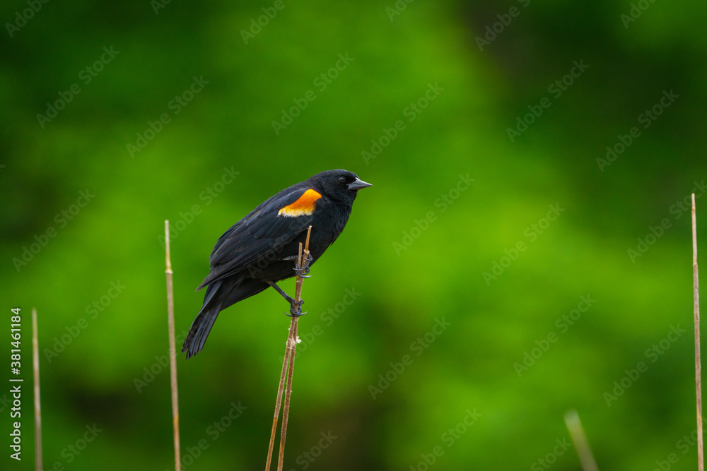 Fototapeta premium Red winged blackbird