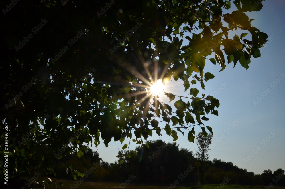 Fototapeta premium Sonnenstern