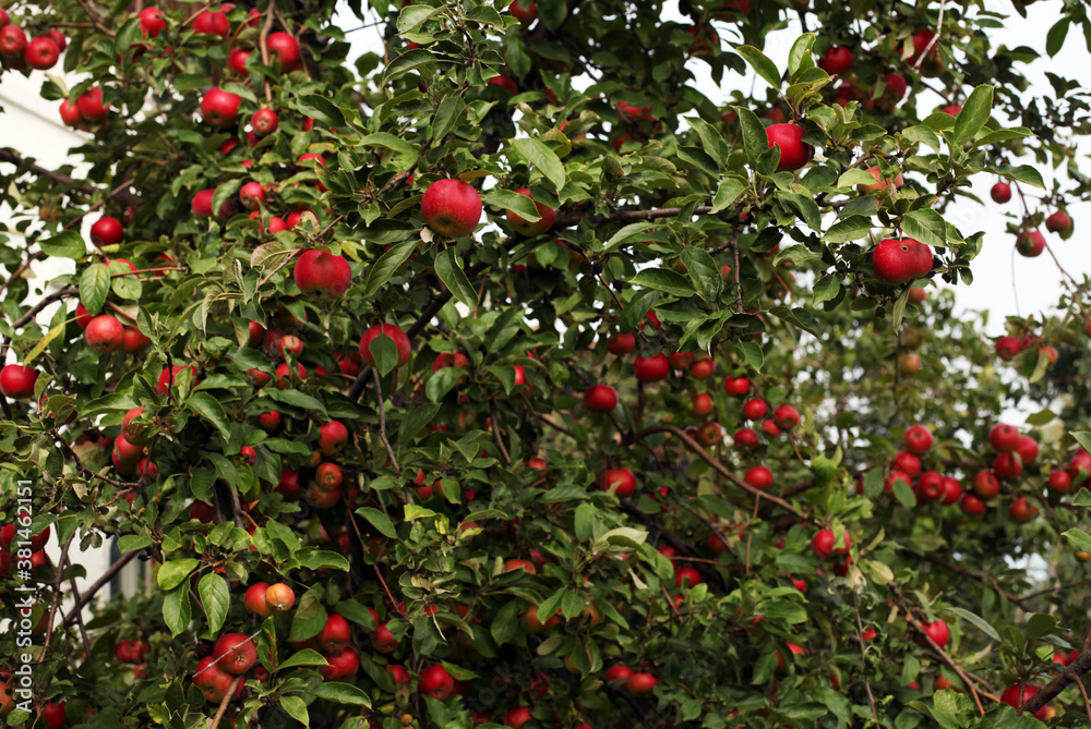 red apples on a tree