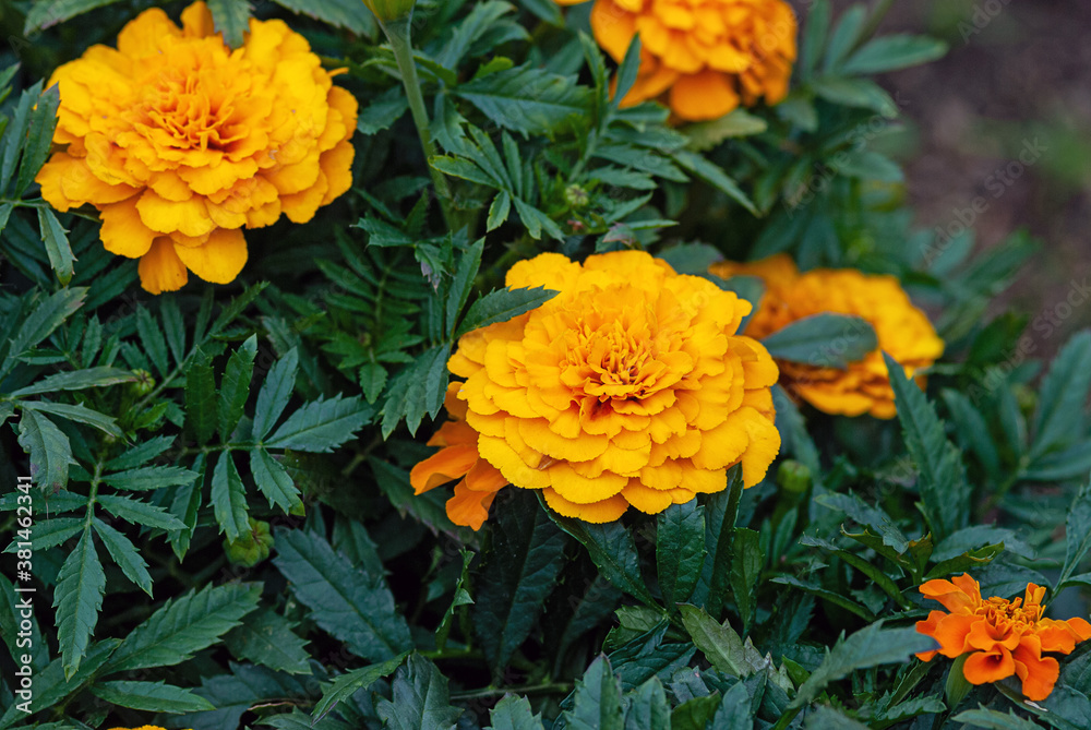 marigolds orange flowers at garden flowerbed marigolds orange flowers at garden flowerbed