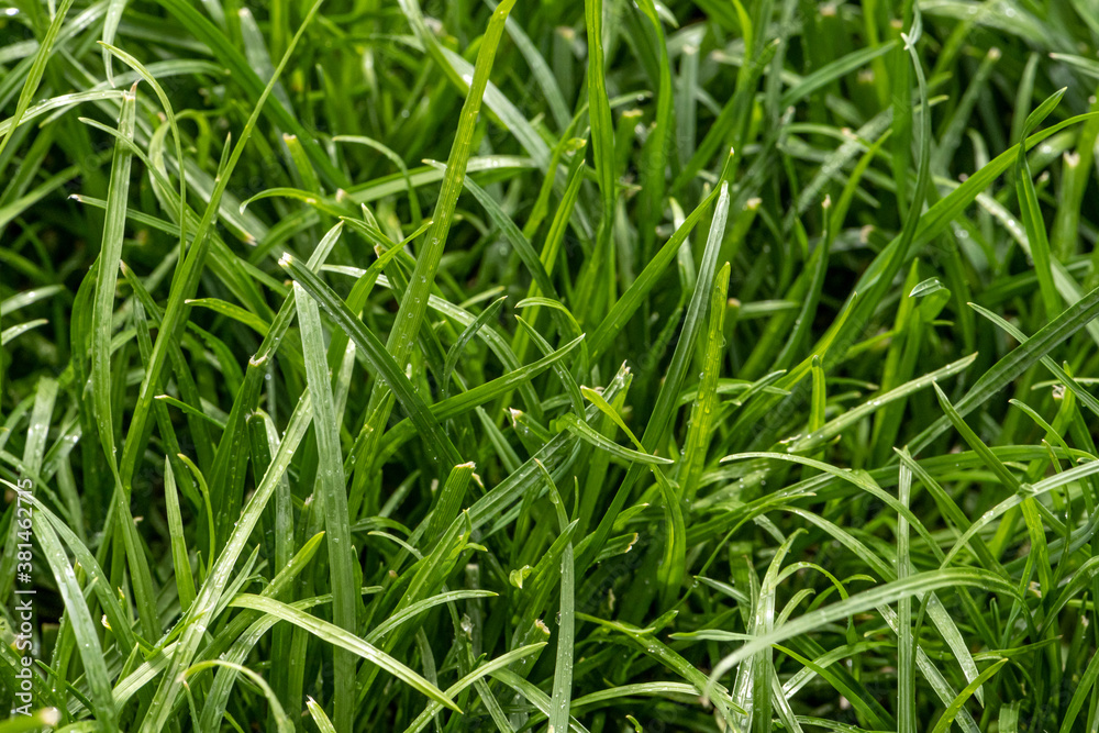 Close up of fresh thick grass with water drops in the early morning Close up of fresh thick grass with water drops in the early morning