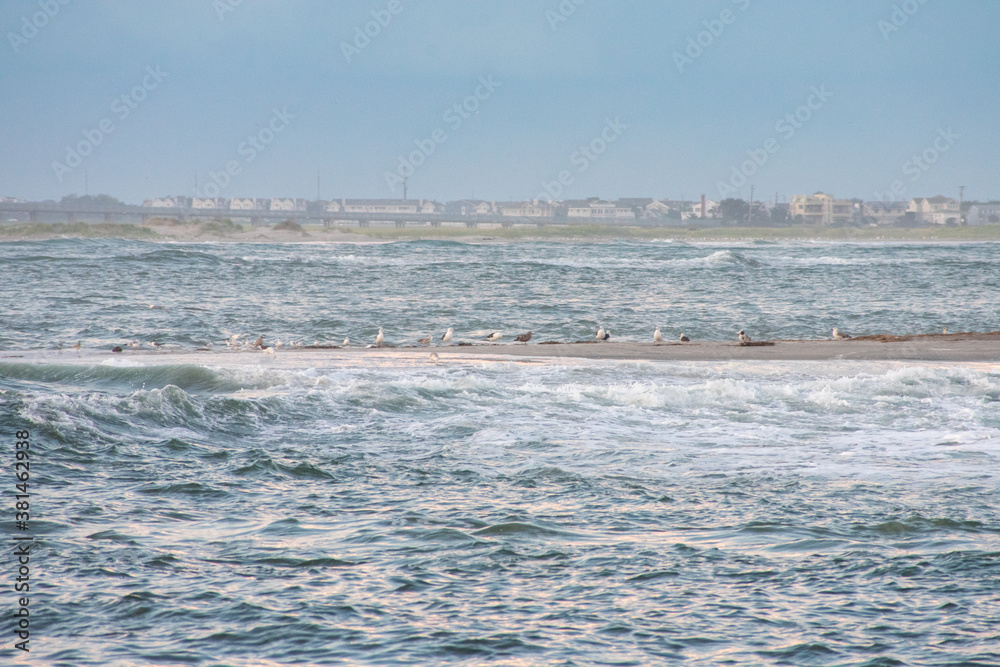 A Flock of Seagulls Standing on a Sand Dune in Rough Waters