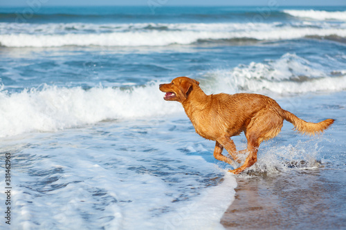 Photo of golden retriever walking on sand beach. Happy dog wet after swimming run with water splashes along sea surf. Actions, training games with family pets and popular dog breeds on summer vacation