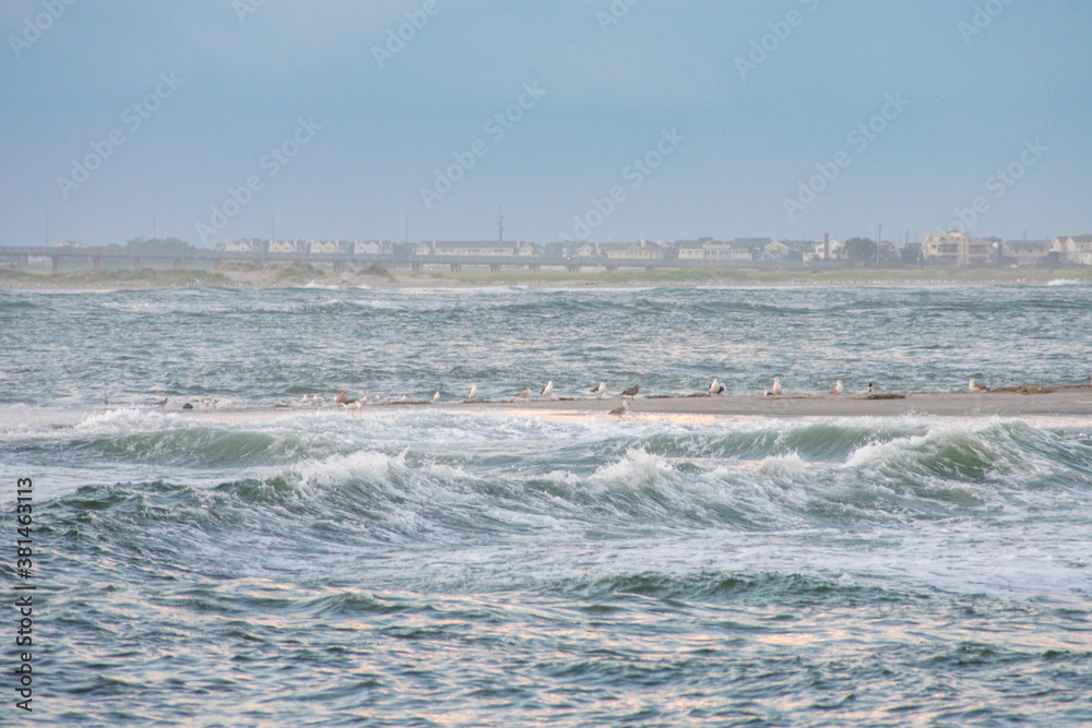 A Flock of Seagulls Standing on a Sand Dune in Rough Waters