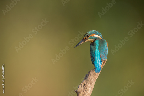  Eisvogel alcedo atthis kingfisher 