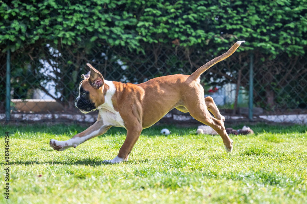 8 weeks young purebred golden german boxer dog puppy running and junping 8 weeks young purebred golden german boxer dog puppy running and junping