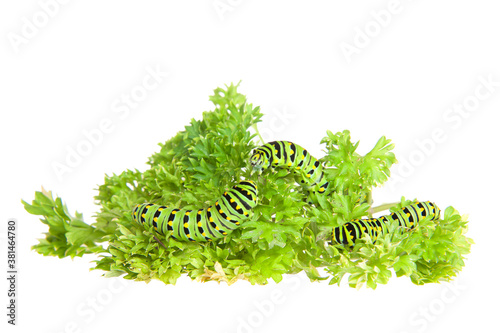 Close up of three Western Tiger Swallowtail caterpillar eating parsley, isolated on white