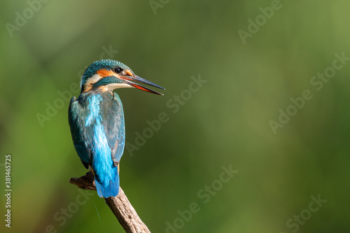  Eisvogel alcedo atthis kingfisher 