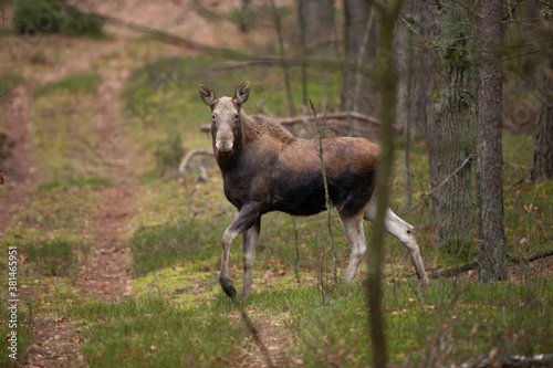 Moose are hiding in the forest. Wildlife moose in the Poland nature. Walking moose through the forest. 