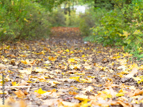 fallen leaves in the alleys of the Park. autumn in the Park. defoliation. the colors of autumn