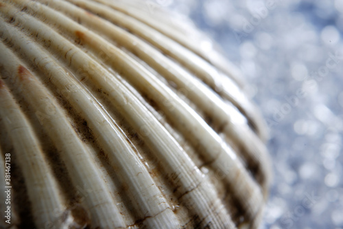 shell closeup on ice background with blur