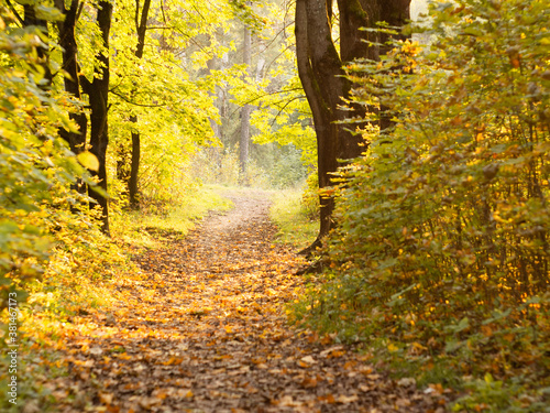 fallen leaves in the alleys of the Park. autumn in the Park. defoliation. the colors of autumn