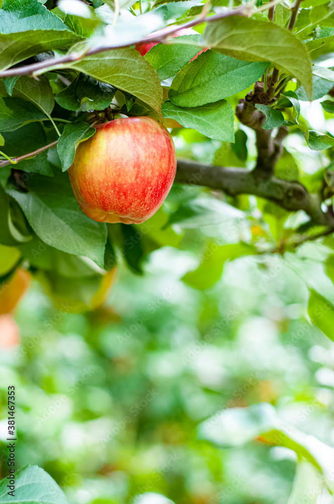 apple on tree