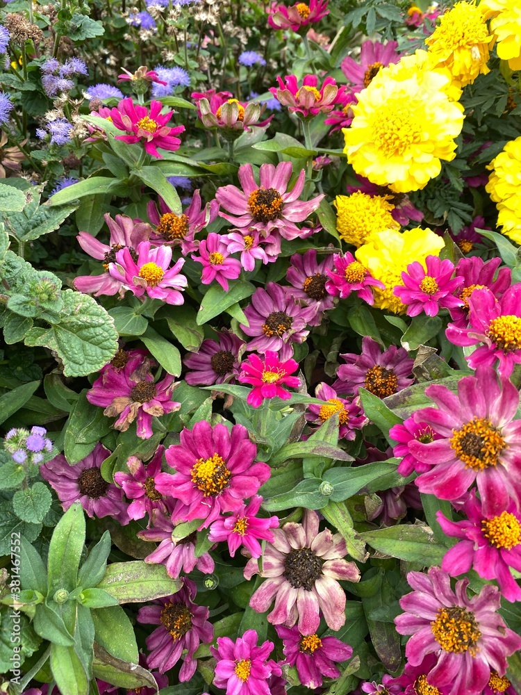 Beautiful Flowers in early autumn Beautiful Flowers in early autumn