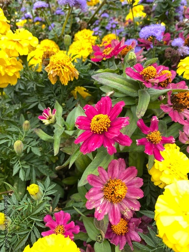 Beautiful Flowers in early autumn