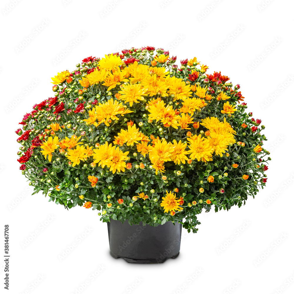 Fototapeta premium Flowering red yellow chrysanthemum