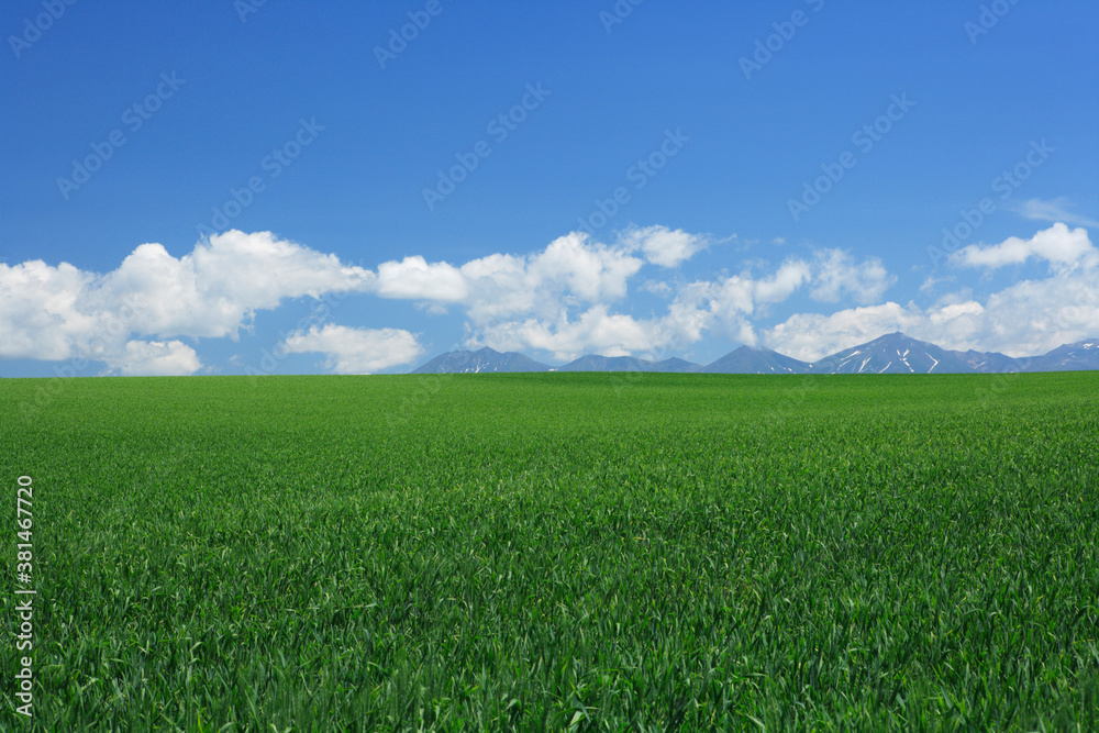 雲と麦畑