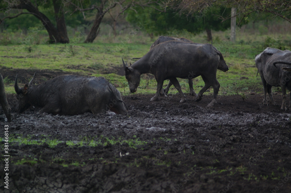 Water buffalo (Bubalus bubalis) or domestic water buffalo is a large bovid originating in the Indian subcontinent, Southeast Asia, and China. This animal is bathing in a mud pool in the park Water buffalo (Bubalus bubalis) or domestic water buffalo is a large bovid originating in the Indian subcontinent, Southeast Asia, and China. This animal is bathing in a mud pool in the park
